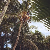 Gathering coconuts