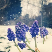 Winter flowers