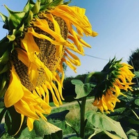 Glorious sunflowers
