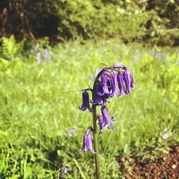 The last bluebell