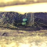 Hidden nest