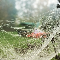 Cobweb 2