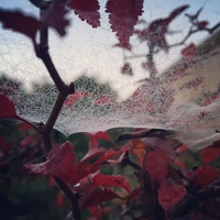 More cobwebs