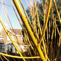 Yellow growth #vscocam