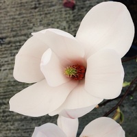 Magnolia #vscocam