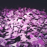 Purple #vscocam