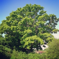 Lush green oak