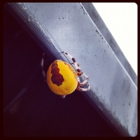 Yellow spider!