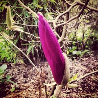 Purple Magnolia