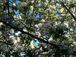 UK blossom
